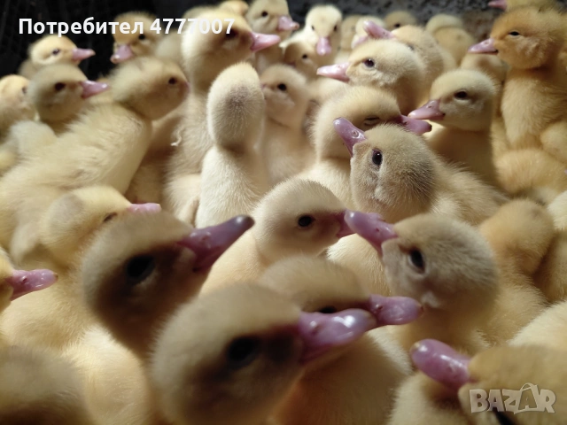 Патета Мюлари , снимка 3 - Патици и гъски - 54061945