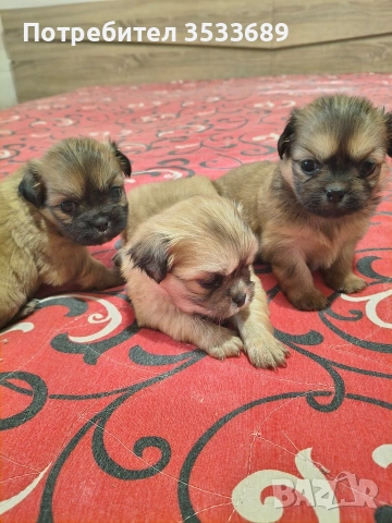 Продавам малки пекита, снимка 7 - Пекинез - 53537838