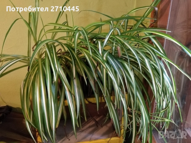Хлорофитум /зелена лилия/, снимка 7 - Стайни растения - 34593439