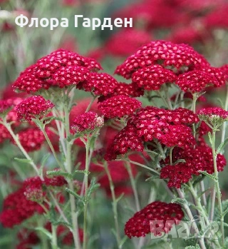 МНОГОГОДИШНИ ЦВЕТЯ - Коренища- ПРЕДВАРИТЕЛНИ ПОРЪЧКИ, снимка 2 - Градински цветя и растения - 53650042