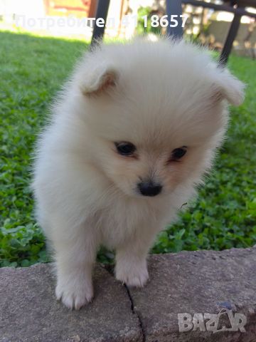 Продават се малки кученца порода Мини Шпиц, снимка 3 - Други - 46041633