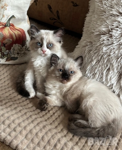 Рагдол/Регдол/Ragdol, снимка 3 - Персийска - 54077760