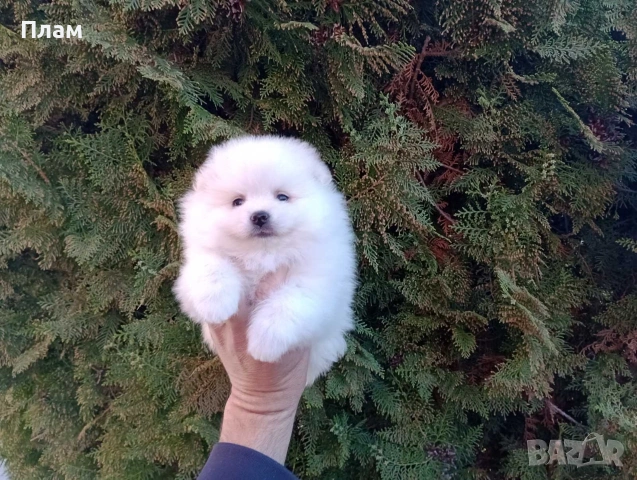 Мъжки и женски Померани.Реални снимки !, снимка 15 - Померан - 54118790