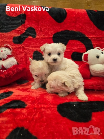 мини малтийски болонки, снимка 7 - Болонка - 53008355