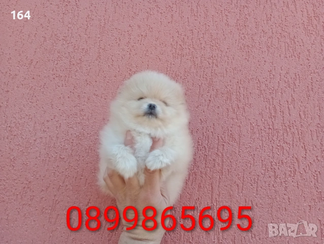 ЖенскМомиченце. Реални снимки от 23.02.26 г. , снимка 2 - Померан - 53592080