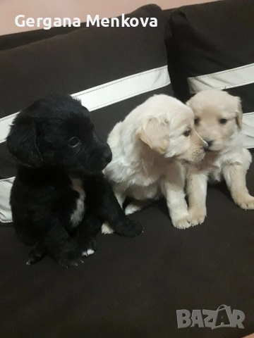чистокръвни Лабрадори трилъри
