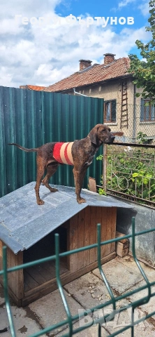 Гонче, снимка 8 - Други - 54225831