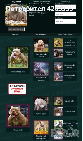 Американско були покет. 4 свободни женски, снимка 7 - Други - 51783586