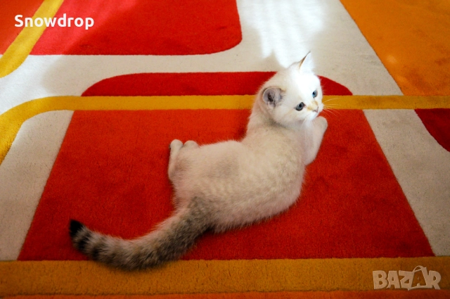 Сребърна чинчила, снимка 4 - Британска късокосместа - 52955757