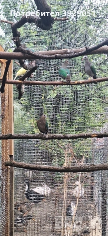 Продавам зеленокрили, снимка 2 - Гълъби - 52114717