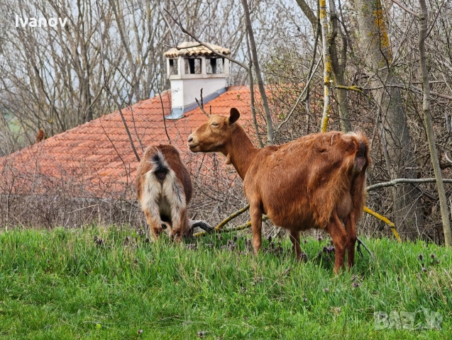 Продавам коза и женско яре, снимка 3 - Кози - 54081356