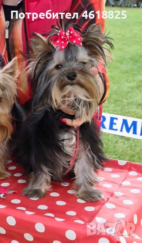 Мини йоркширски териери , снимка 10 - Йоркширски териер - 54048007