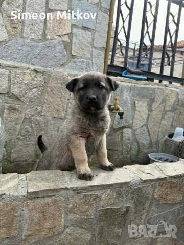 здравейте приятели продавама кангал на 1 месец и половина 