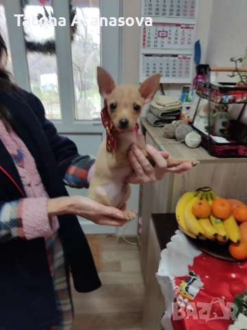 Продавам мини пинчер , снимка 3 - Пинчер - 52717708