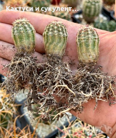 Кактус вид Echinocereus Viridiflorus , снимка 2 - Градински цветя и растения - 46167649