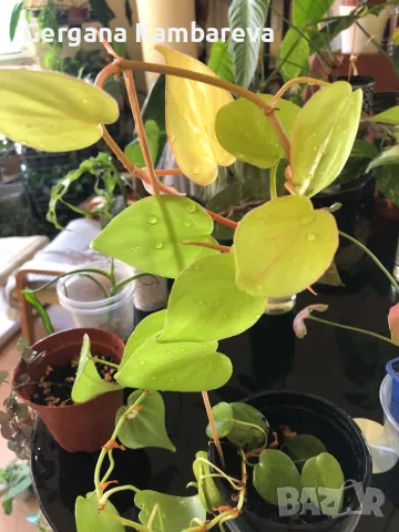 Philodendron hederaceum Lemon Lime , снимка 1 - Стайни растения - 47169092