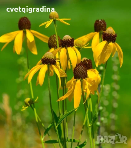  Ratibida ‘Pinata Yellow’! 2 броя и вземете 3