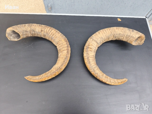 рога от овен, снимка 4 - Антикварни и старинни предмети - 53619727