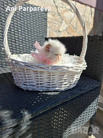 Персийски (хималайски)котенца., снимка 7 - Персийска - 53798356