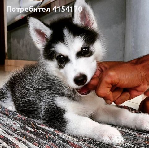 Кученце сибирско хъски актуално със снимки, , снимка 1 - Други - 46495542