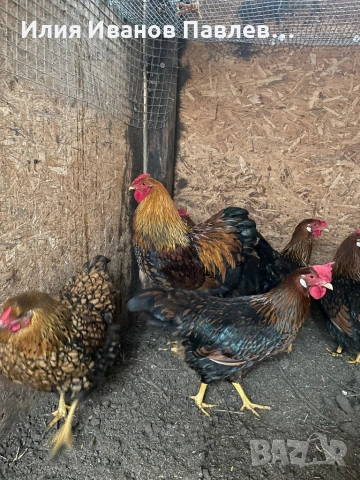 Яйца разплодни, снимка 3 - други­ - 53733100