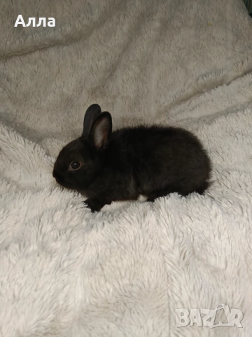 Холандско джуджета , декоративен заек