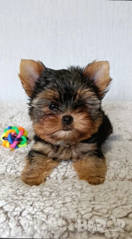 Мини йоркширски териер момченце 