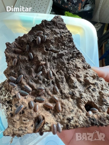 Armadillidium Klugii “Montenegro” изоподи, снимка 7 - Други - 53743568