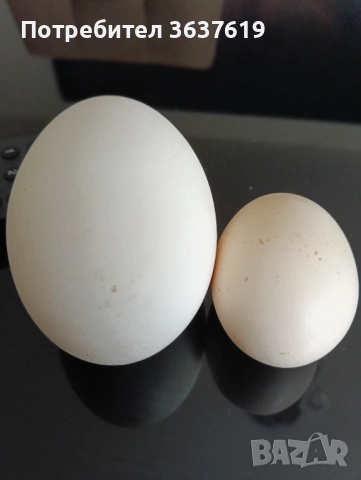 Продавам патешки и гъши яйца