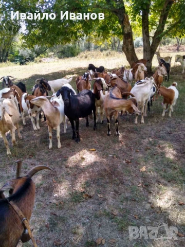 Продавам кози 10 броя, снимка 3 - Кози - 52027670