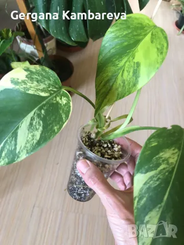 Monstera Aurea variegated , снимка 5 - Стайни растения - 48053390