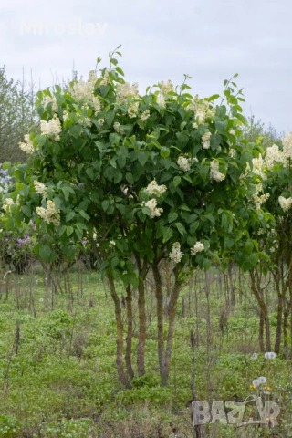 Жълт Люляк ("Primrose"), снимка 8 - Градински цветя и растения - 54008979