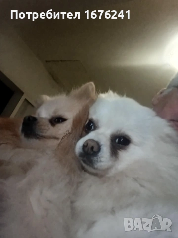 Мъжки и женски померан , снимка 4 - Померан - 53409102