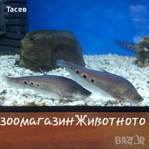 Риба нож читала12см