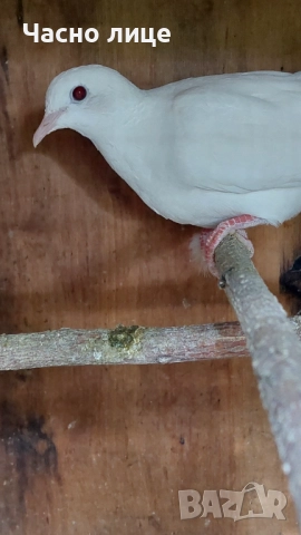 Бяли смеещисе гугутки , снимка 5 - други­ - 52187444