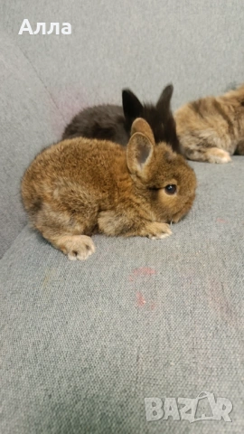 Декоративни зайчета 