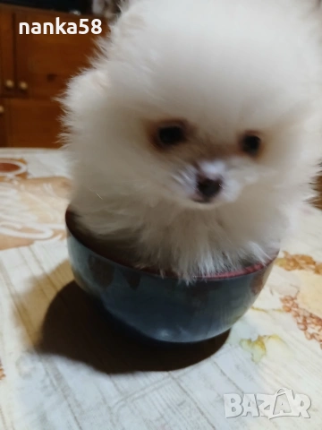 Продавам женско померанче 