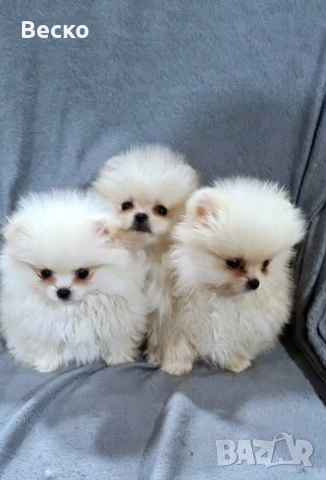 Померан мини мъжки , снимка 5 - Померан - 53622473