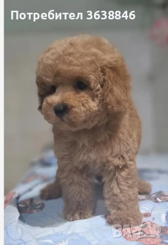 Малтипу, снимка 2 - Пудели - 50726833