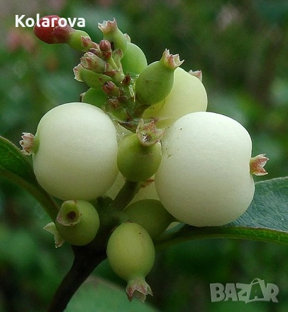 Разсадник за декоративна растителност, снимка 3 - Градински цветя и растения - 53618120