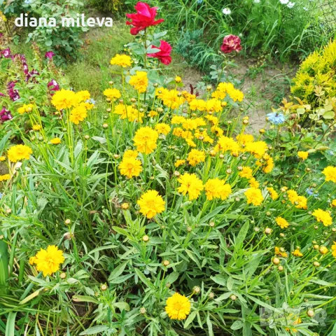 Кореопсис, Coreopsis Grandiflora 'Early Sunrise', снимка 15 - Градински цветя и растения - 39506437