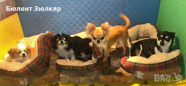 Мини чихуахуа , снимка 5 - Чихуахуа - 53602754