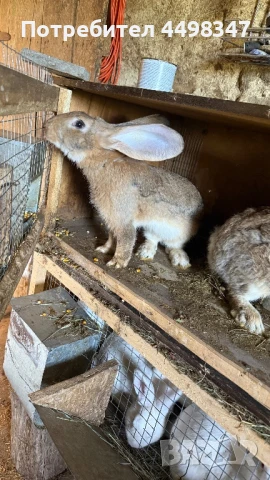 Зайчета Белгийски Великани, снимка 1