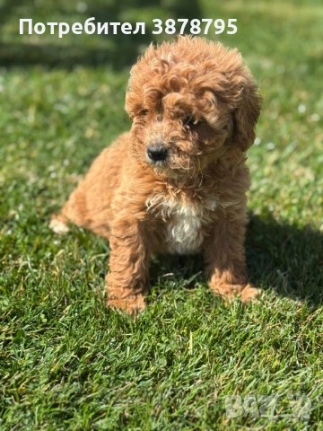 Плюшки❤️, снимка 3 - Други - 53911372