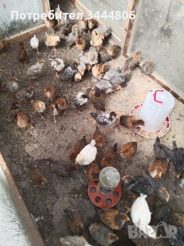  Селски пуйчета и пилета, снимка 2 - Кокошки и пуйки - 44926582