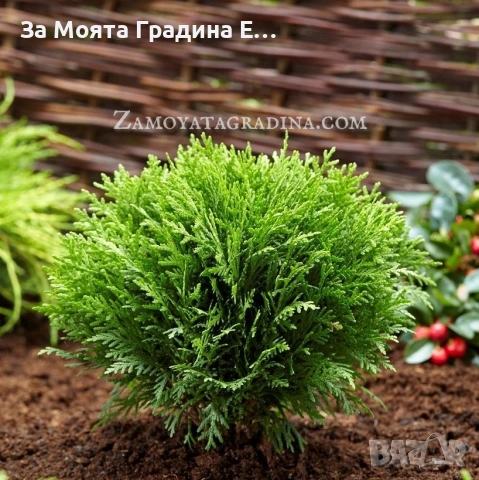 Туя Голд Даника , снимка 10 - Градински цветя и растения - 53634387