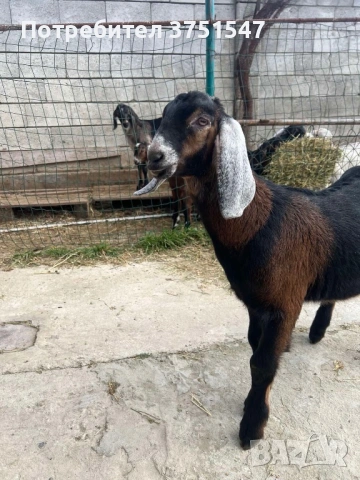  🐐 Продавам мъжки англо-нубийски ярета