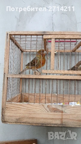 канарчета , снимка 1