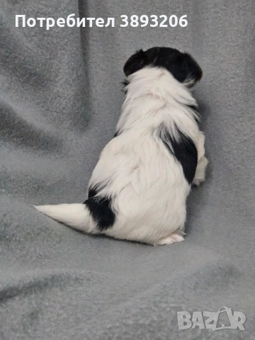 йоркширски териер-бивер, снимка 7 - Йоркширски териер - 52805290