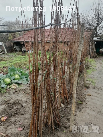 Овощен посадъчен материал череши и праскови, снимка 3 - Градински цветя и растения - 52558297